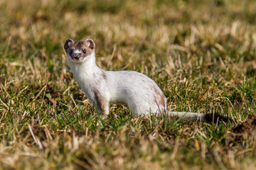 Hermelin (Mustela erminea)