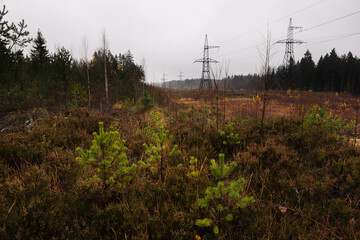 View of the power line from the edge of the forest. Overcast.