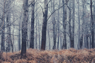 Fototapeta na wymiar autumn forest, tree trunks in the fog, dry weather