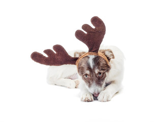mongrel dog with deer antlers on a white background