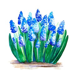 watercolor image of blue Muscari growing out of the ground