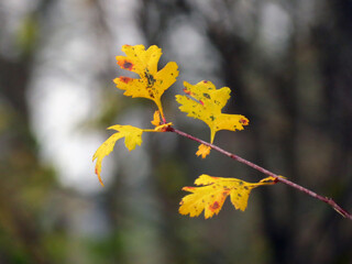 yellow flowers on a tree