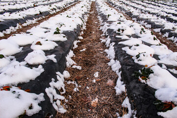 Snow fell on strawberry plants. Snow on the rows of strawberries covered with plastic black foil and between the inter-row space covered with straw.