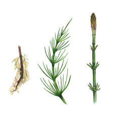 Set horsetail branch and root isolated on white background. Watercolor hand drawing illustration. Perfect for card, print, medical or cosmetic poster. Herbal design.