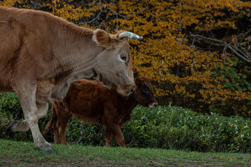 Cow with calf on the background of tea bushes and autumn forest