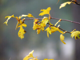 yellow autumn leaves