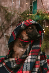 Little puppy in christmas decorations