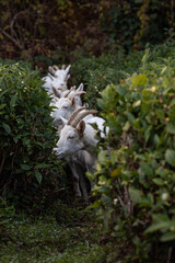 a herd of goats on a tea plantation
