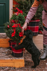 Little puppy in christmas decorations