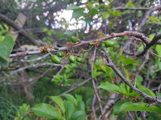 ants on a branch