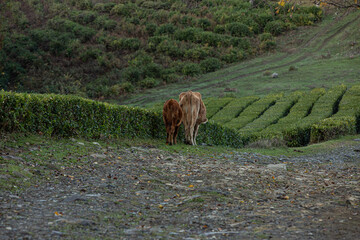 Cow and calf walking along the road in a tea plantation