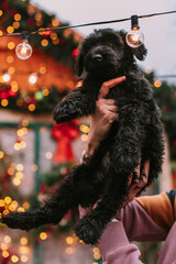 Little puppy in christmas decorations