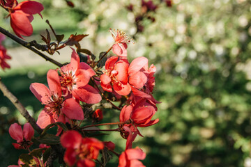 Cherry tree with blossoms in full bloom.Natural decoration. Pink blossoms during springtime. Sweet-smelling spring flowers in a park. Close up nature selective focus.