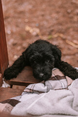 Little puppy in christmas decorations