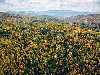 Top view of a dense saturated forest with tall trees