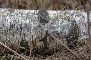 fallen birch trunk in the forest