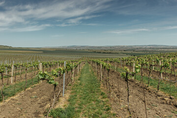 Fototapeta na wymiar Vineyards, Palava region, South Moravia, Czech Republic.Spring rural landscape of nature with blossoming trees on the green hills.Nature background. Panoramic view of a vineyard