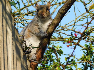 Squirrel life