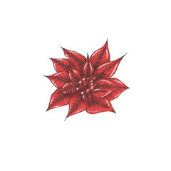 Red poinsettia flower, winter flower, traditional christmas illustration