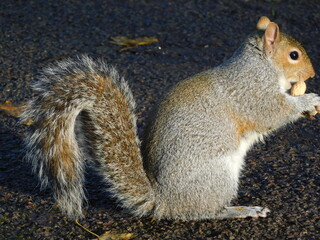 Squirrel life