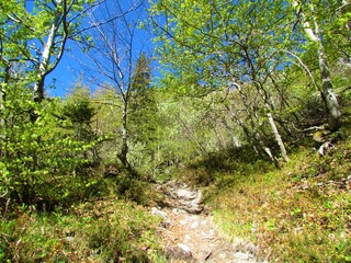 Fototapeta na wymiar Trail leading through a beech forest in spring