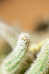 Obraz premium Decorative cactus