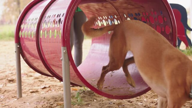 Dog training concept. Beautiful mixed chart dog running through the agility tunnel. . High quality 4k footage