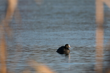Swimming Bird in the Blue Lake, Eurasian Coot (Fulica atra) on the Water, Sunset Over the Lake, Black Bird
