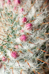 Decorative cactus with flower buds