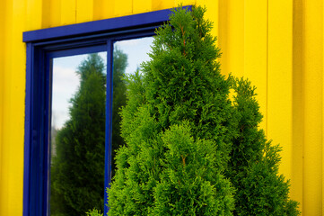Bright Yellow Siding with blue framed window and evergreen shrub.