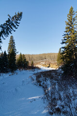A Frozen Creek within Whitemud Park