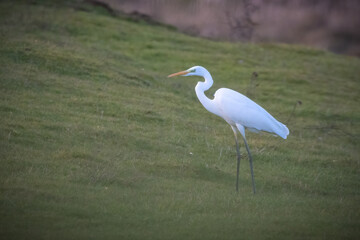 Great Egret (Ardea alba) standing in grass
