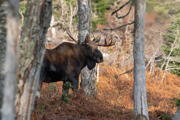 Fototapeta na wymiar Bull Moose