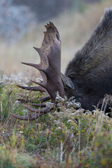 Bull Moose