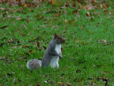 Squirrel life