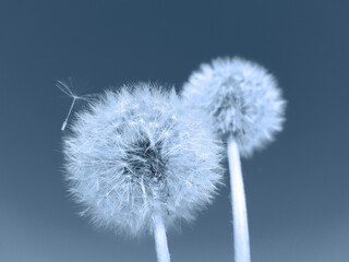 Fototapeta premium Summer abstract concept. Dandelion flower against blue background, toned image