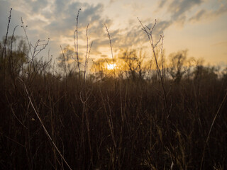 Obraz premium Sunset on the edge in Bratislava