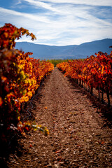 Obraz premium Vineyards in autumn, sunset of intense colors on the vines.