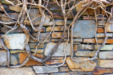 Gnarly Vine Branches on a rock wall