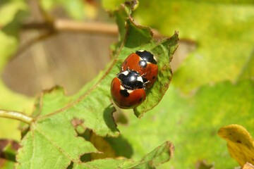 Mating ladybugs in autumn garden, closeup