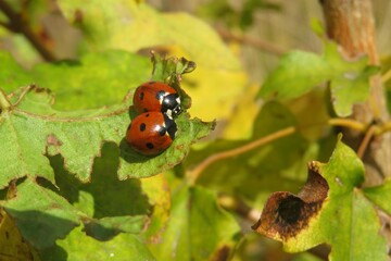 Ladybugs on leaf in autumn garden, closeup