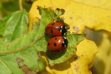 Ladybugs on leaf in autumn garden, closeup