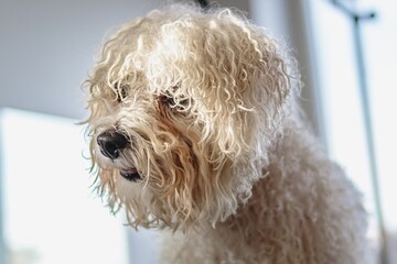Dog getting haircut at grooming salon and pet spa