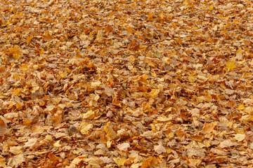 Colorful Autumn Leaves Texture/Background