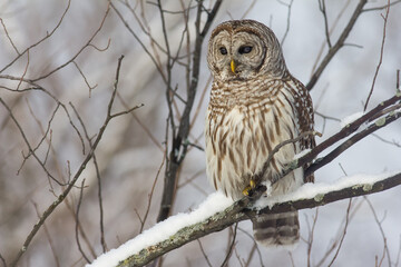 Wintering Barred Owl