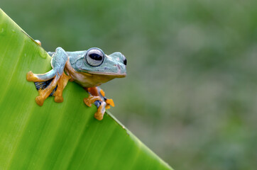  Reinwardt's tree frog on banana leaf