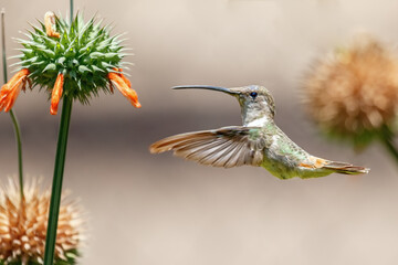 Oasis hummingbird (Rhodopis vesper) in flight at the hummingbird sanctuary in the Azapa Valley near Arica in Chile. © jarcosa