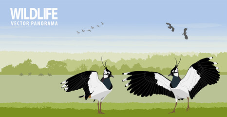 Northern lapwing in spring field on sunrise. Wildlife vector panorama
