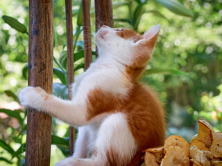 Kitten playing in the garden.