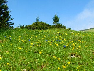 Alpine meadow with yellow and blue flowers in Slovenia
